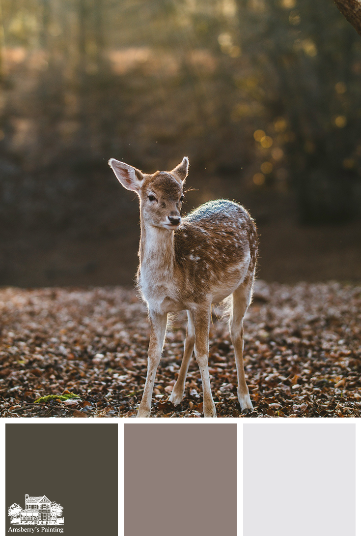 Color Palette // Spotted Fawn SW7048 Urbane Bronze, SW2818 Renwich Heather, SW6525 Rarified Air
